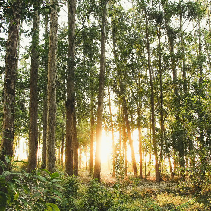 Embracing Nature's Healing Touch: The Transformative Benefits of Outdoor Wellness